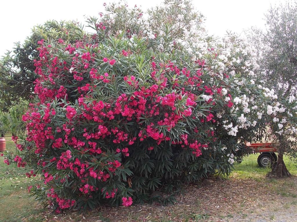 פיסטויה Tuscany Nice Stay מראה חיצוני תמונה
